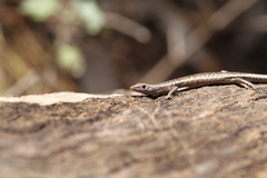 Cryptoblepharus pannosus