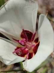 Calochortus bruneaunis