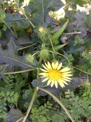 Arctotheca prostrata