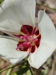 Calochortus bruneaunis