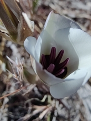 Calochortus bruneaunis