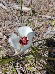 Calochortus bruneaunis