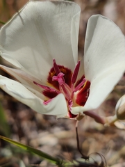 Calochortus bruneaunis