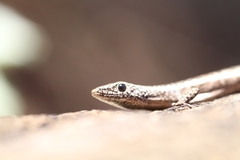 Cryptoblepharus pannosus