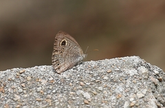 Ypthima lisandra