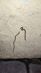 Bipalium adventitium