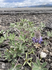 Lupinus lepidus utahensis