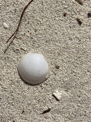 Divalinga quadrisulcata