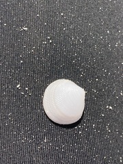 Divalinga quadrisulcata