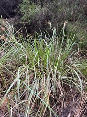 Cyperus lucidus
