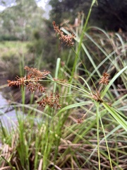Cyperus lucidus