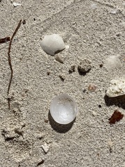 Divalinga quadrisulcata