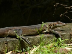 Varanus mertensi