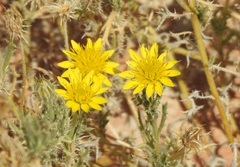 Hirpicium