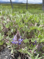 Lupinus lepidus utahensis
