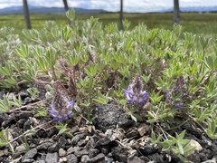 Lupinus lepidus utahensis