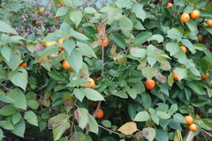 Citrus × microcarpa