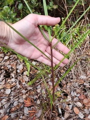 Schizachyrium condensatum