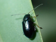 Aphthona