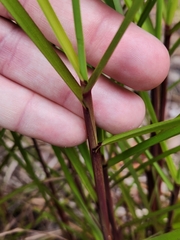 Schizachyrium condensatum