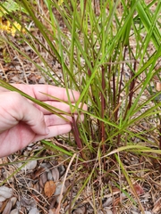 Schizachyrium condensatum