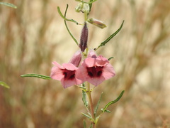 Sesamum triphyllum