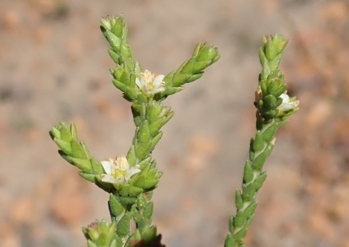 Image of Diosma apetala by (c) Nicola van Berkel, some rights reserved (CC BY-SA)