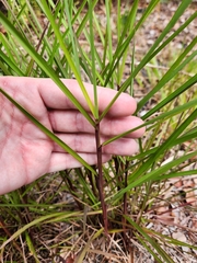 Schizachyrium condensatum