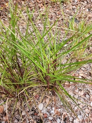 Schizachyrium condensatum