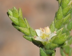 Diosma apetala