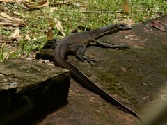 Varanus mertensi