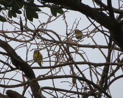 Chloris sinica minor