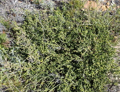 Diosma apetala