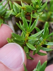Coprosma ernodeoides