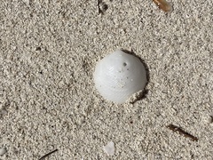 Divalinga quadrisulcata