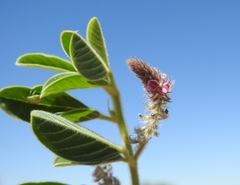 Indigofera flavicans