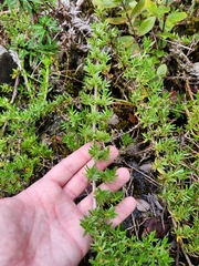 Coprosma ernodeoides