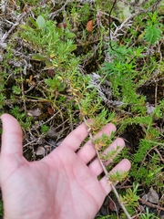 Coprosma ernodeoides