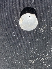 Divalinga quadrisulcata