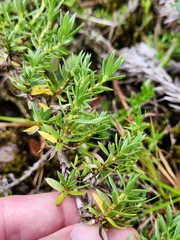 Coprosma ernodeoides