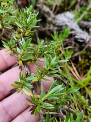 Coprosma ernodeoides