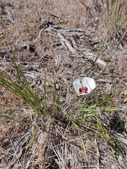 Calochortus bruneaunis
