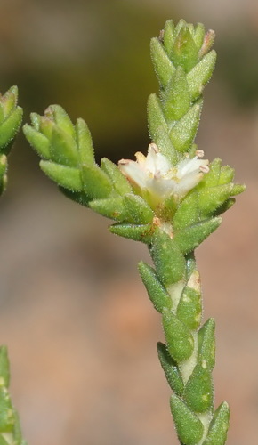 Image of Diosma apetala by (c) Nicola van Berkel, some rights reserved (CC BY-SA)