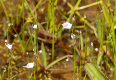 Utricularia livida