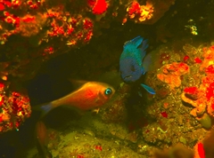 Pempheris multiradiata