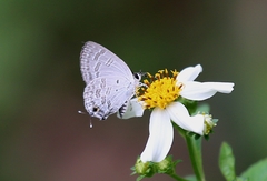 Sinthusa chandrana