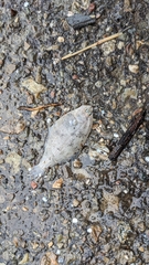 Citharichthys stigmaeus