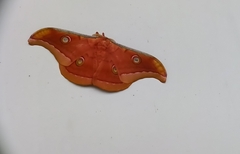 Antheraea