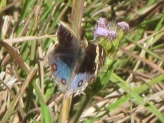 Junonia orithya albicincta