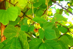 Rhynchosia volubilis